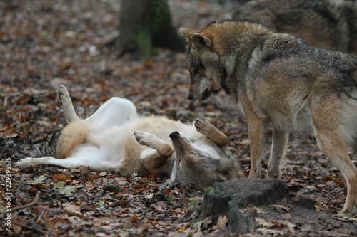 Zwei Wölfe in Dominanzverhalten und Unterwerfung