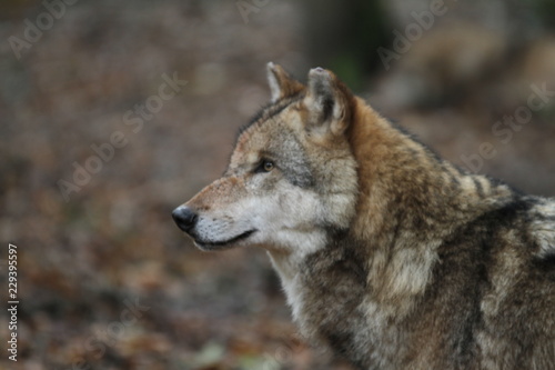 Kopf eines Wolfes im Wald mit unscharfem Hintergrund