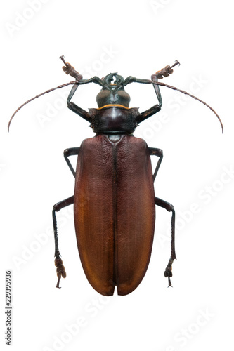 beetle Titanus giganteus m © fotomaster