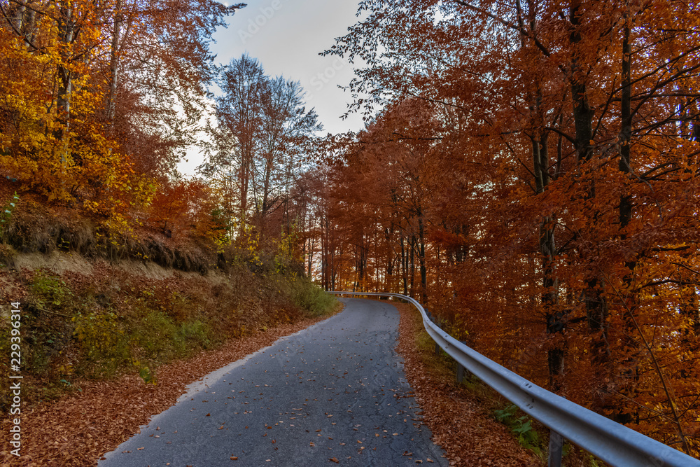 Beautiful autumn landscape full of colour from Sirnea Village in Brasov Romania
