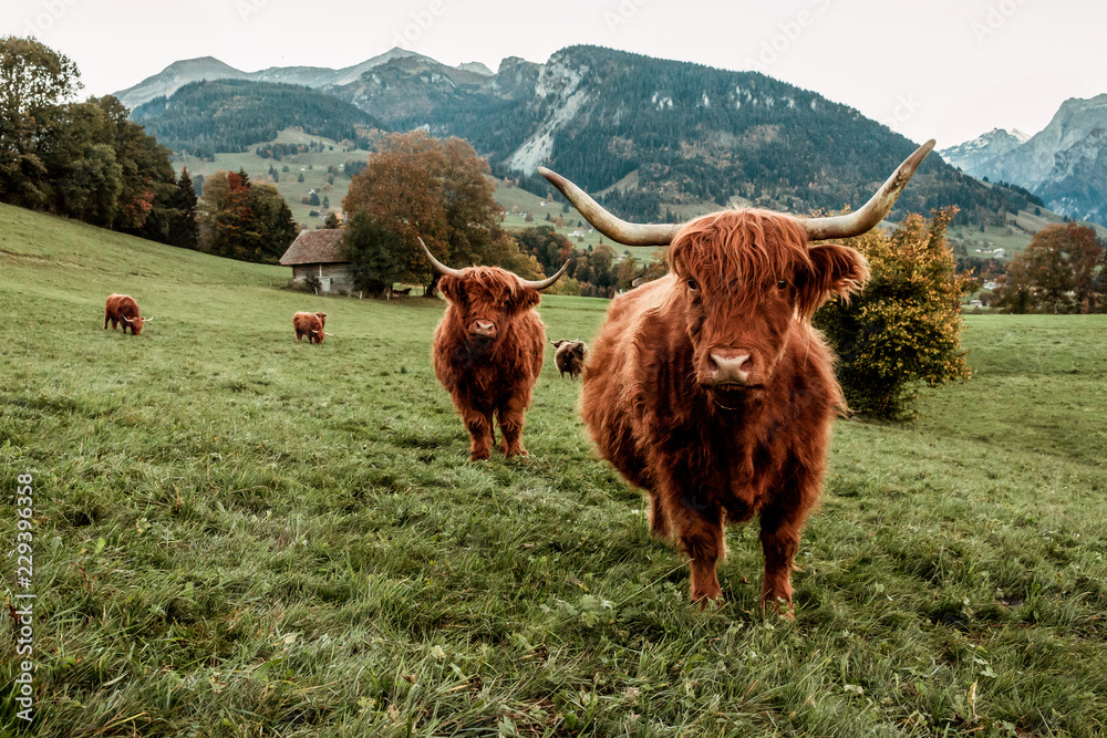 Highland Cow  - obrazy, fototapety, plakaty 