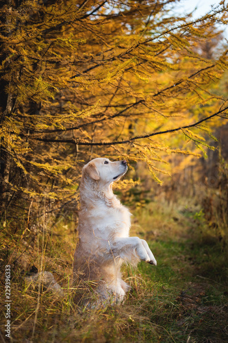 Portrait of cute Golden retriever dog standing on hind legs outdoors in colorful autumn forest