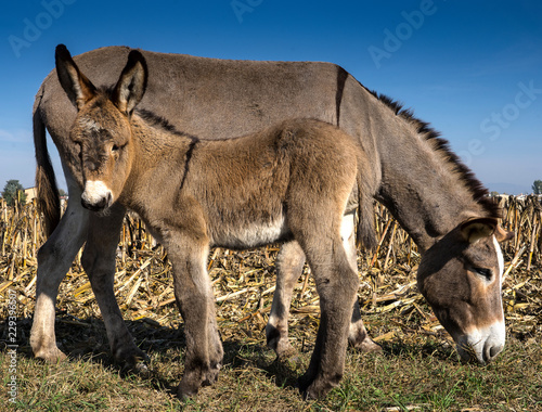 donkey puppy with mother