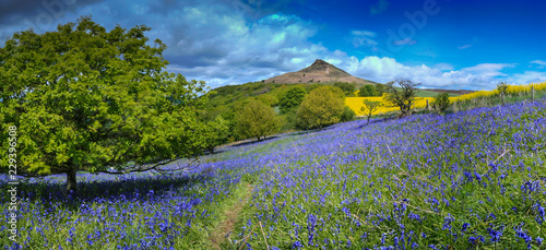 Εκτύπωση καμβά Bluebells under Roseberry Topping North Yorkshire