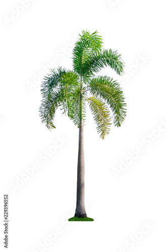 one palm tree isolated on white background with clipping path for nature decoration design. © thithawat