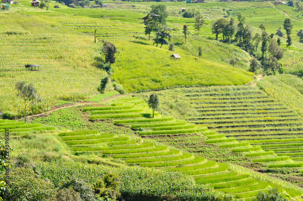 rice field or paddy field rice field or paddy field