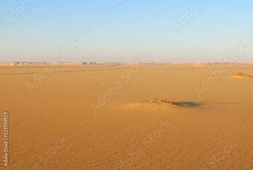 Sahara Desert scenery. Egypt