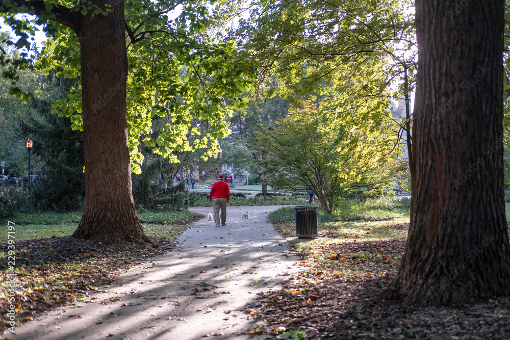 Fototapeta premium A man walks two small dogs in a city park