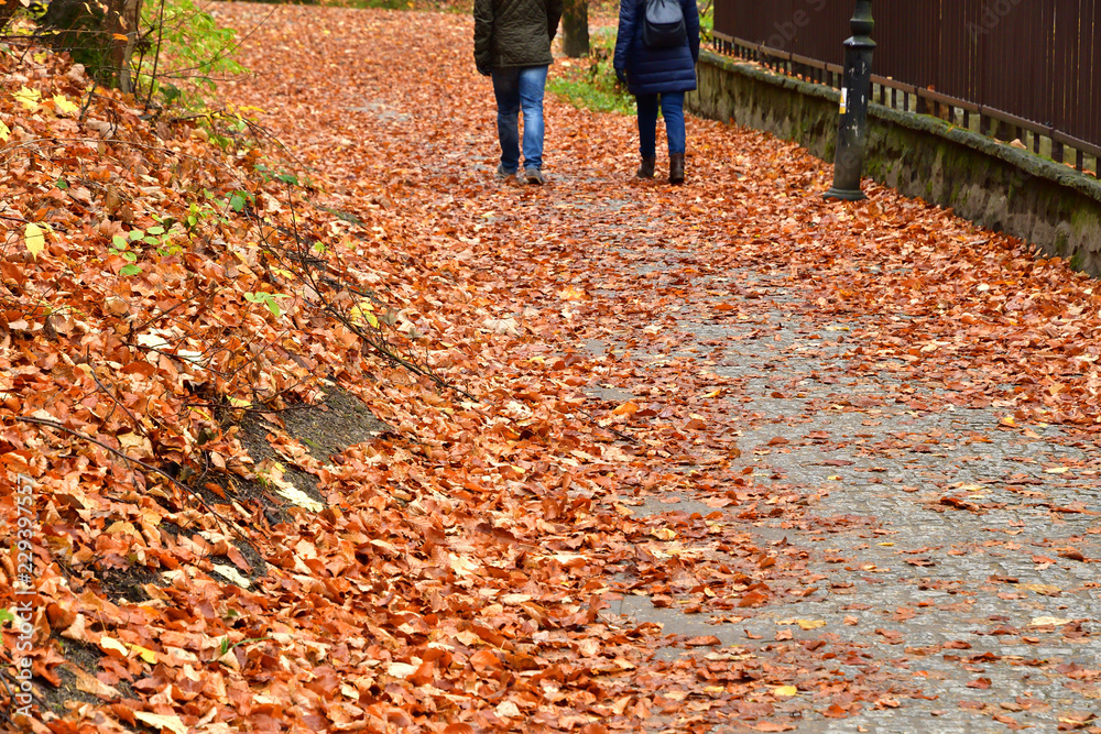 walking tourist trail full of leaves in autumn with relax bench walking tourist trail full of leaves in autumn with relax bench