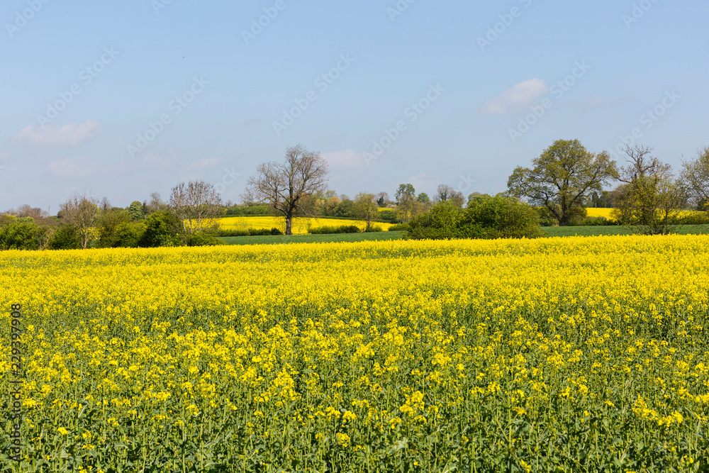 yellow fields and some trees