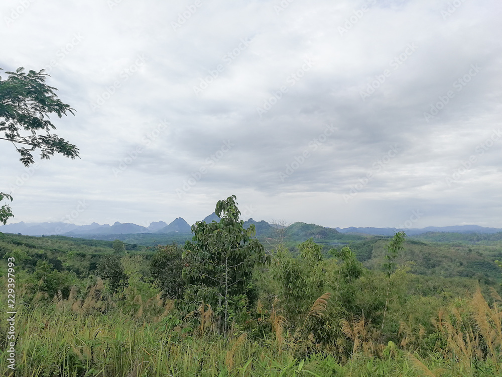 Obraz premium landscape with trees and blue sky