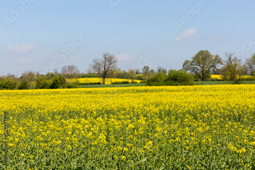 yellow fields and some trees © barbarico