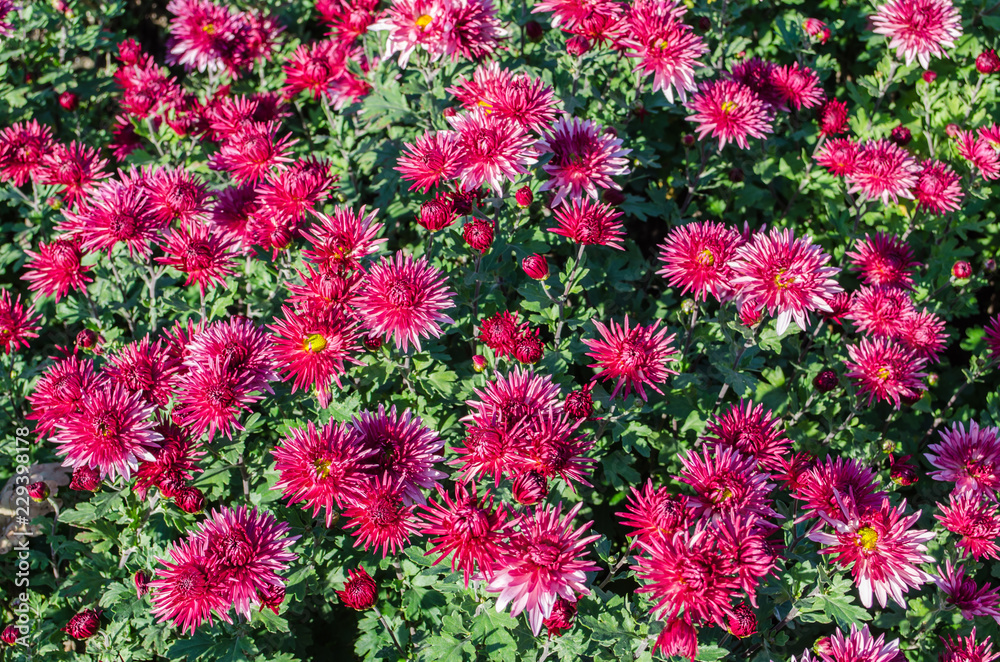 Red flowers blooming texture. Autumn flowers background. Red flowers blooming texture. Autumn flowers background.