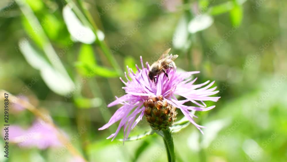Bee Funny Gathering Flower Pollen Flying Close-up, Honey Bee Bee Funny Gathering Flower Pollen Flying Close-up, Honey Bee