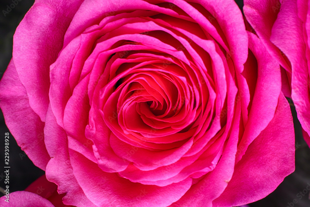 Naklejka premium Close-up of pink rose.