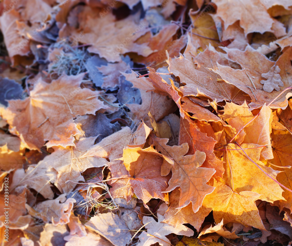 autumn background with leaves in frost autumn background with leaves in frost