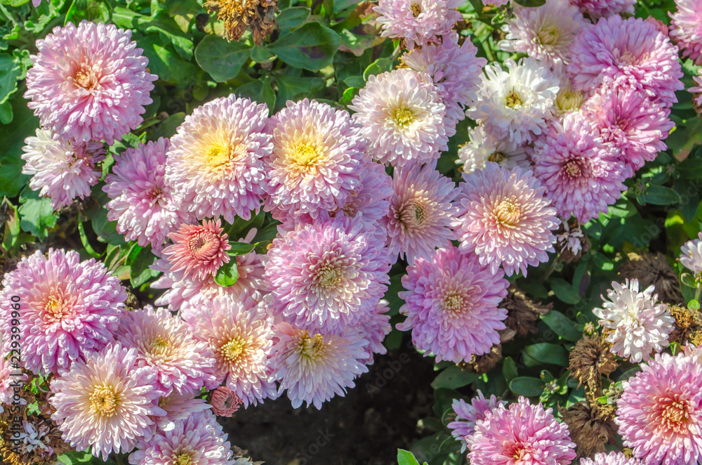 Pink flowers blooming texture. Autumn flowers background. Pink flowers blooming texture. Autumn flowers background.
