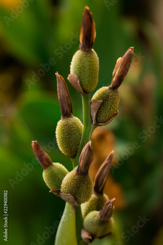 Macro fotografia 