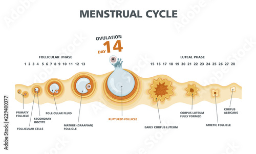 Ovulation chart. Female menstrual cycle