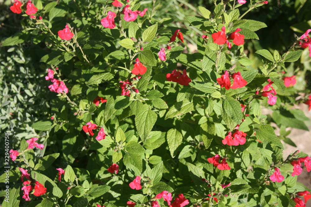 Flowers Salvia