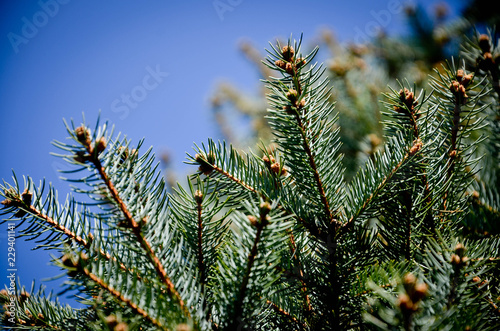 branch of a tree