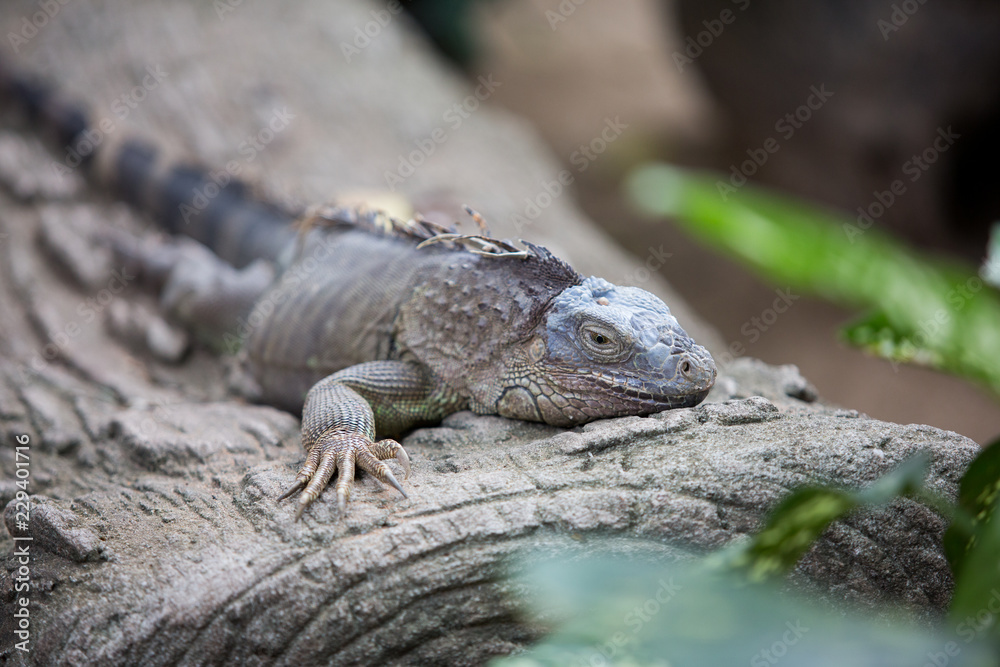 Fototapeta premium iguana on a rock