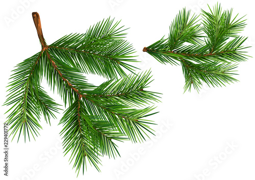 Set of Fir Branches - Detai...