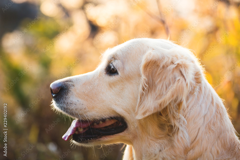 Close-up portrait of cute dog breed golden retriever posing in the autumn forest at sunset