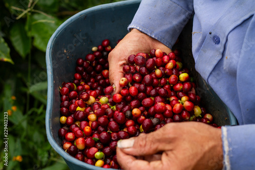 coffe colombian cultive