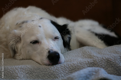 White Dog with Black Spots Sleeps on Dog Bed © Kara
