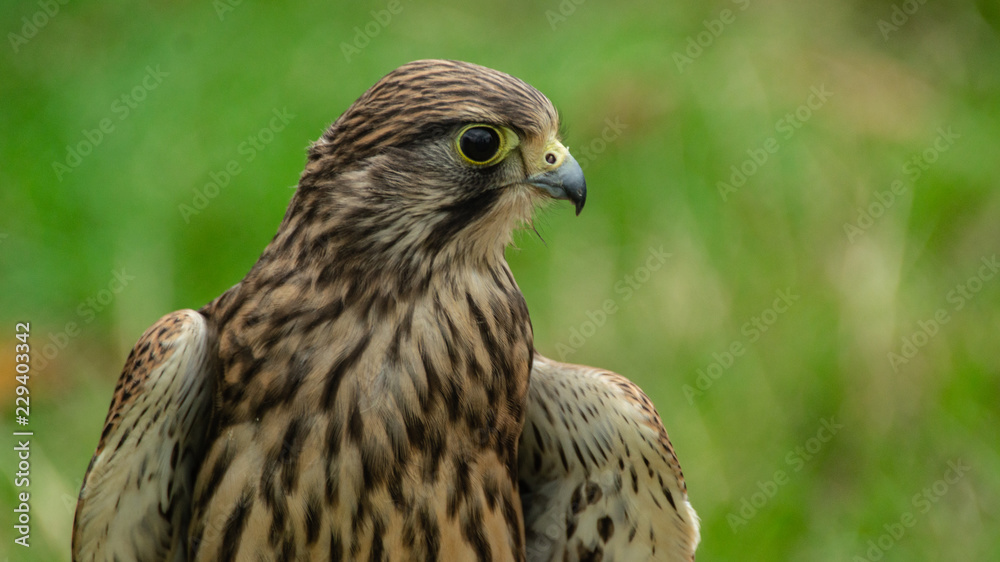 Falcon Hawk close up photo showing wings and head with eye refelctionand beak Falcon Hawk close up photo showing wings and head with eye refelctionand beak