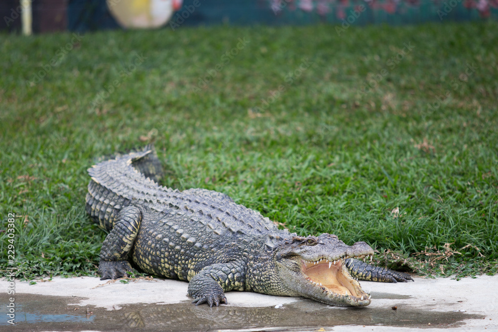 Fototapeta premium crocodile with mouth open