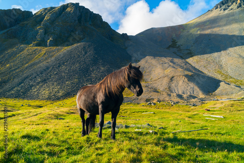 Beautiful brown Icelandic horse on green grass mountains valley. Scenic image of beautiful nature landscape. Popular tourist attraction. Iceland, Europe. Beauty of earth.