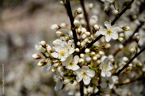 flowers in spring