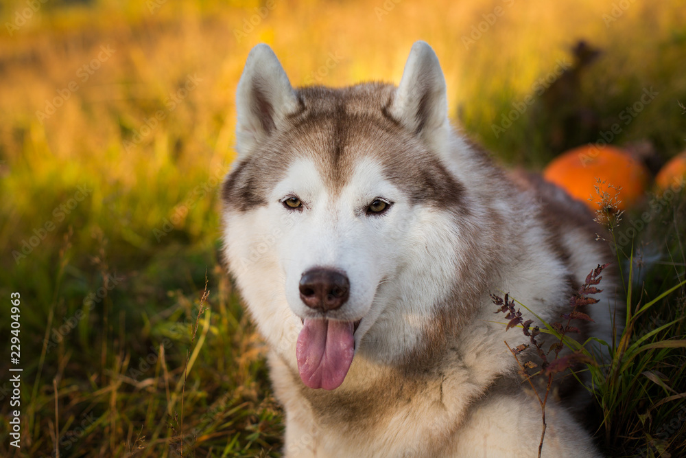 Portrait of adorable siberian Husky dog lying next to a pumpkin for Halloween at sunset in the meadow