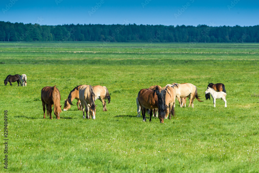 horses on the green field