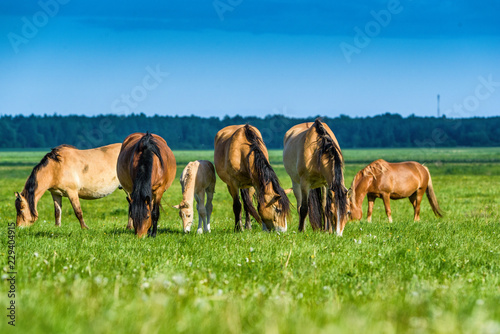horses on the green field