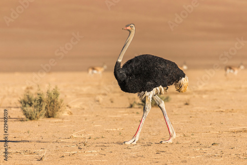 Common ostrich ( Struthio camelus), Sossusvlei, Namibia.
