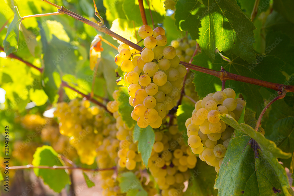 Fototapeta premium White grapes with blurred vineyard background