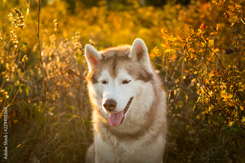 Close-up Portrait of lovelt Beige and white Siberian Husky dog sitting in the forest at golden sunset in autumn photo