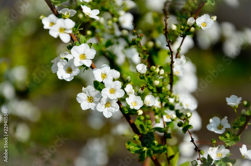 white flowers 