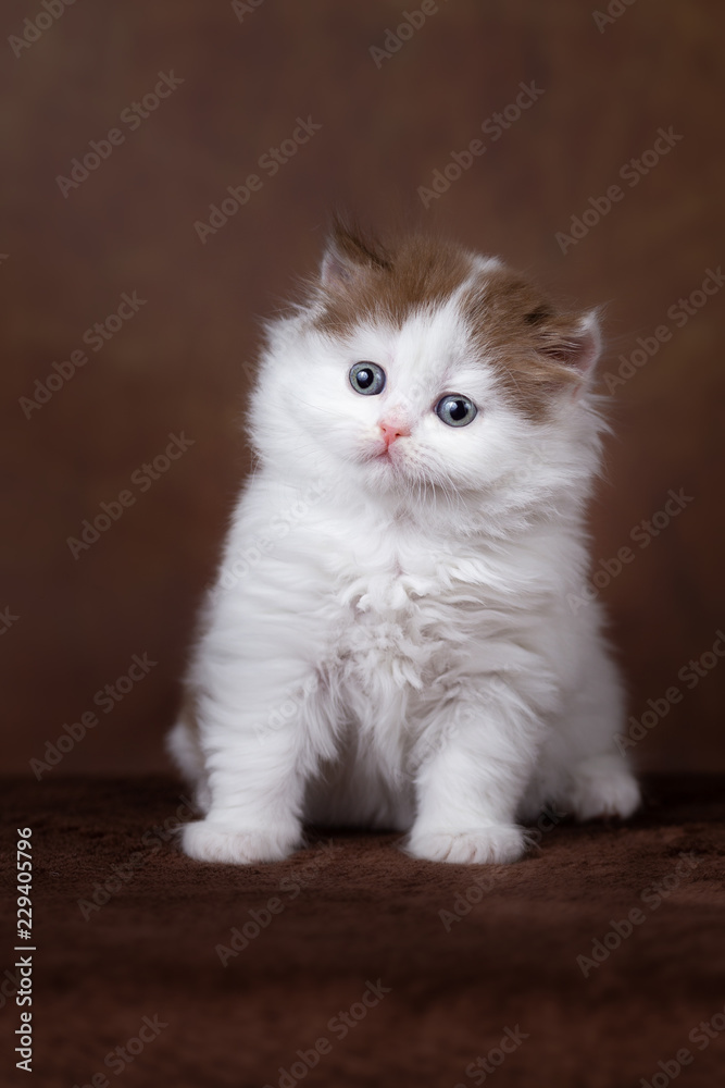 Zuckersüßes Katzenbaby Kitten Katzenkind vor braunem Hintergrund 