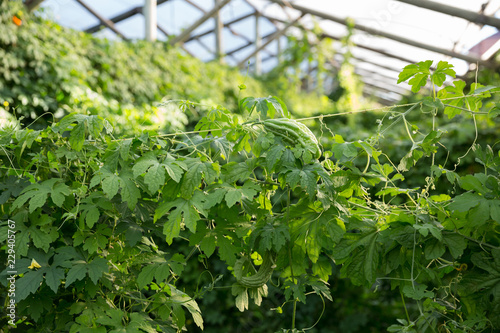 Rows of bitter cucumber