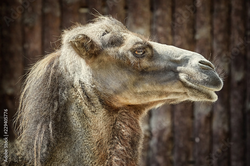 Fotografie Portrait of Camel