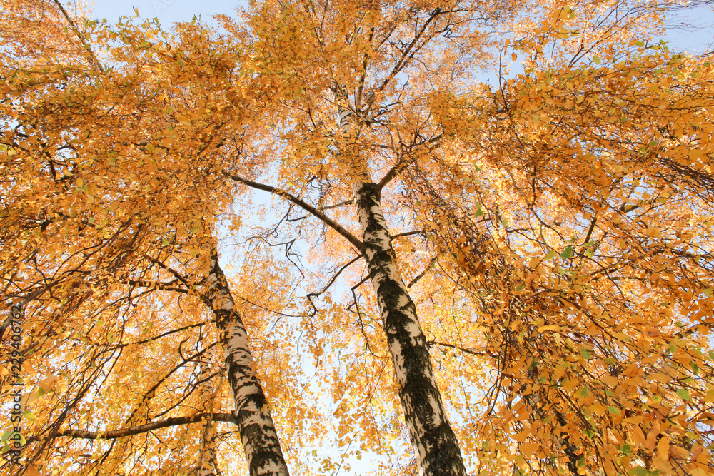 Obraz premium autumn