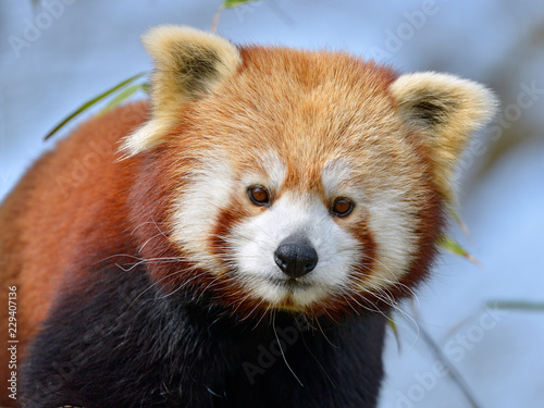 Fototapeta Naklejka Na Ścianę i Meble -  Portrait of red panda (Ailurus fulgens) on blue sky background
