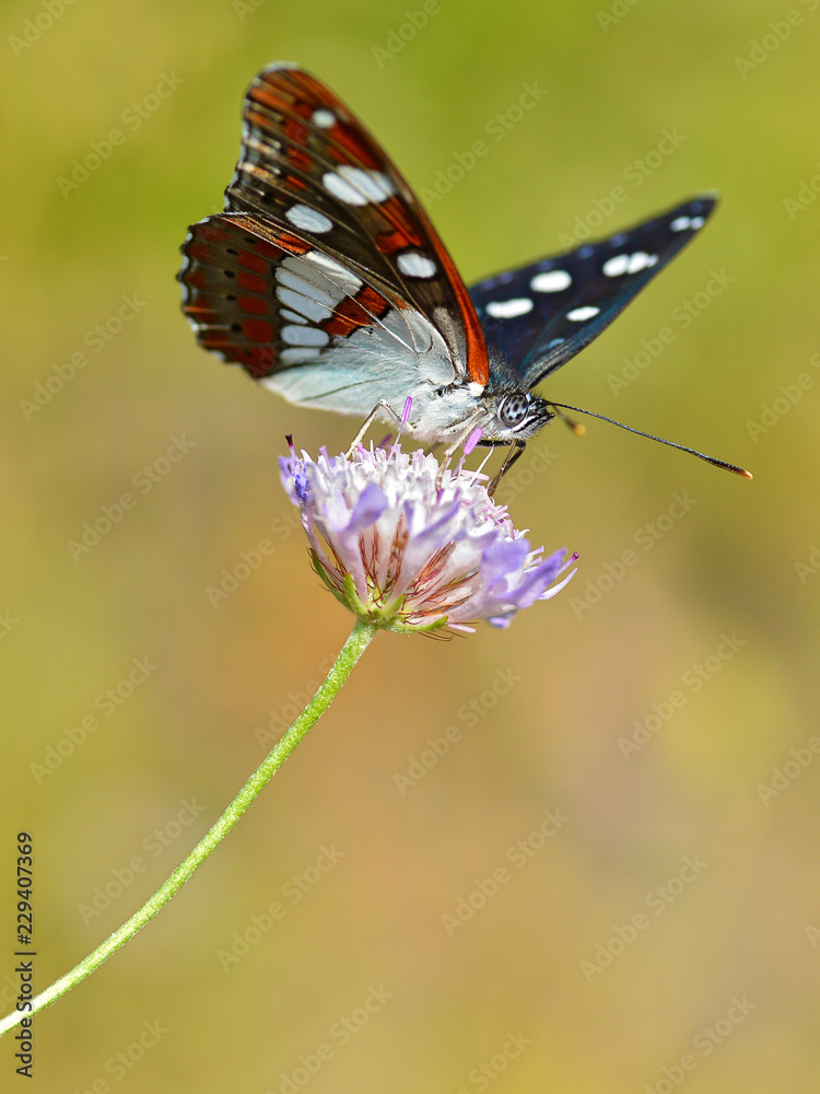 Southern White Admiral butterfly (Limenitis reducta) feeding on knautia flower Southern White Admiral butterfly (Limenitis reducta) feeding on knautia flower