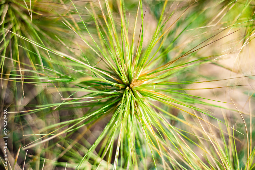 green grass beautiful nature, morning for background, by the sea green grass beautiful nature, morning for background, by the sea
