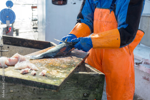 Fisherman cleaning and filleting a fresh caught saltwater fish on the board of deep sea fishing boat at Norwegian sea. photo