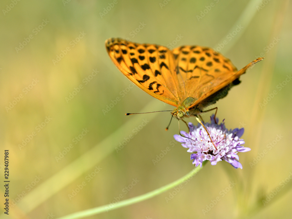 Obraz premium Silver-washed Fritillary butterfly (Argynnis paphia) feeding on scabiosa flower 
